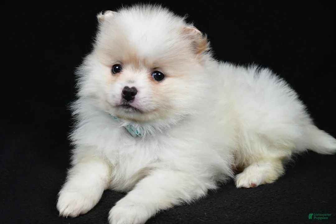 Pomeranian dogs for sale: Patty - Ad 1