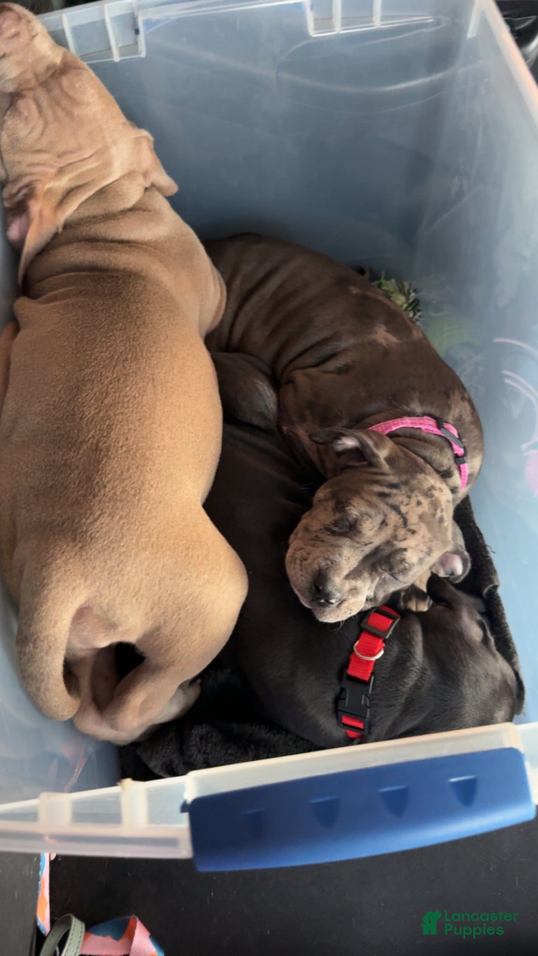 American Bully dogs for sale: Sandy(female) - Ad 6