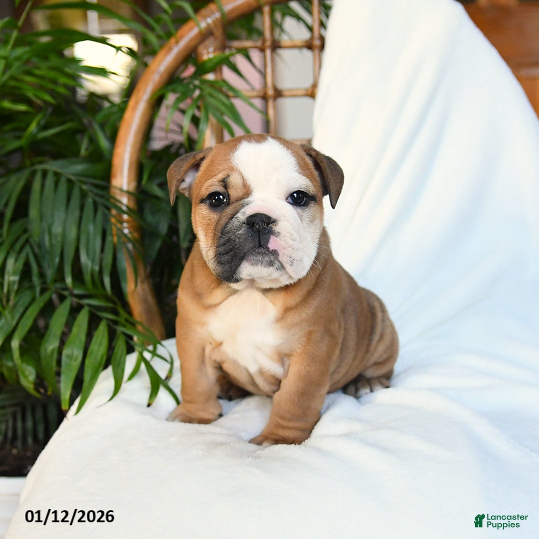 English Bulldog dogs for sale: Molly - Ad 1