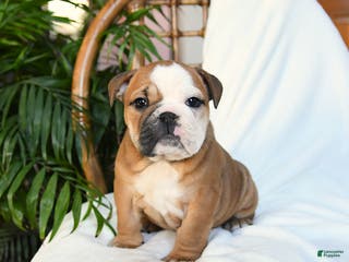 English Bulldog dogs Molly - Ad 4