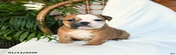 English Bulldog dogs for sale: Molly - Ad 6