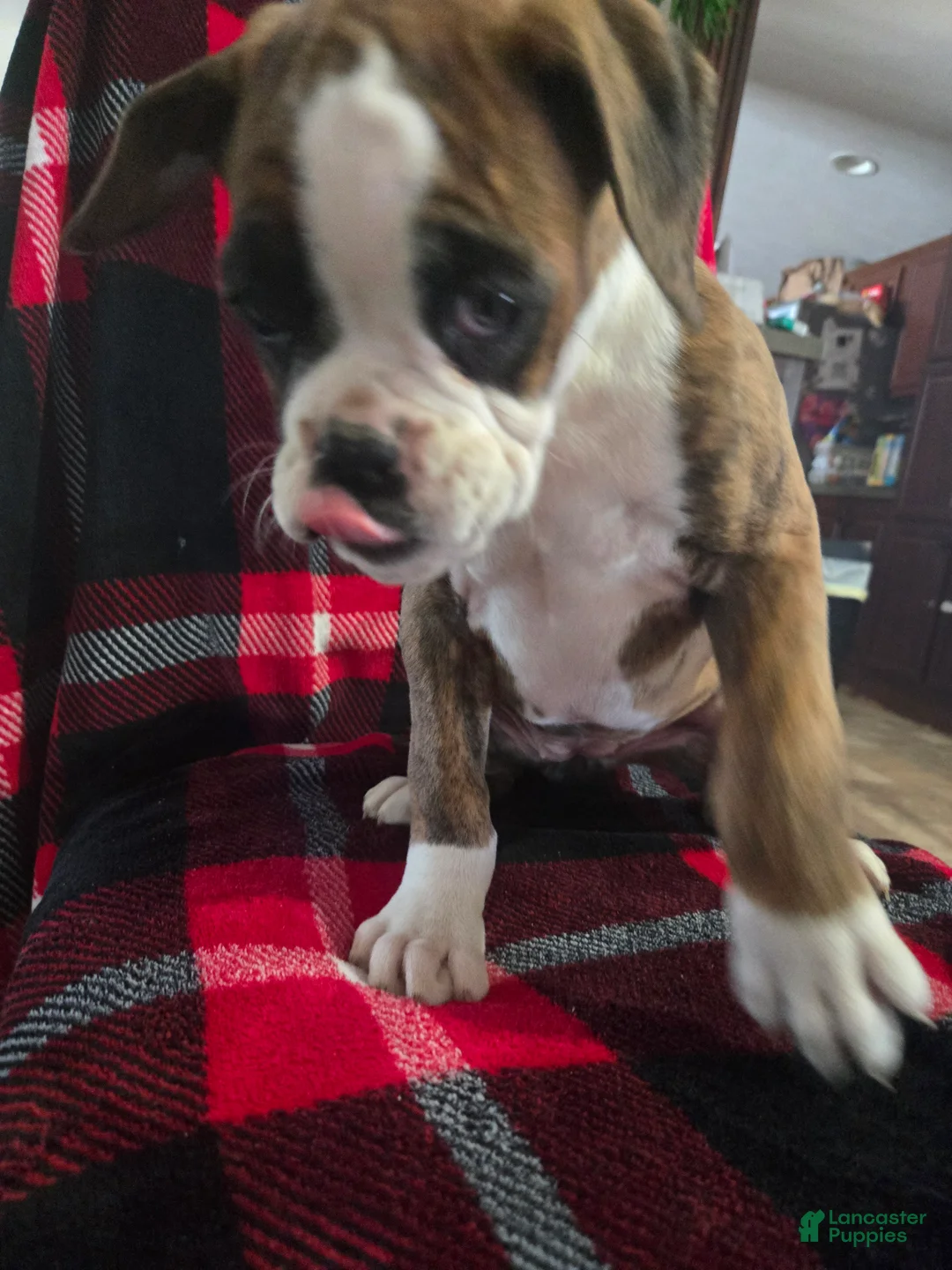 Boxer dogs for sale: Diamond  - Ad 10