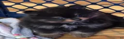 Pomeranian dogs for sale: Akc blacky  - Ad 2
