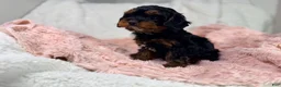 Cavapoo dogs for sale: Tootsie 🎀 - Ad 8