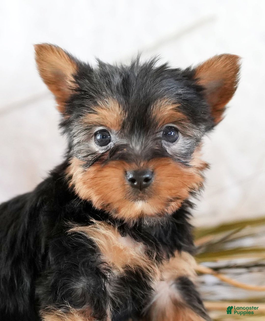 Morkie dogs for sale: Paige - Ad 8