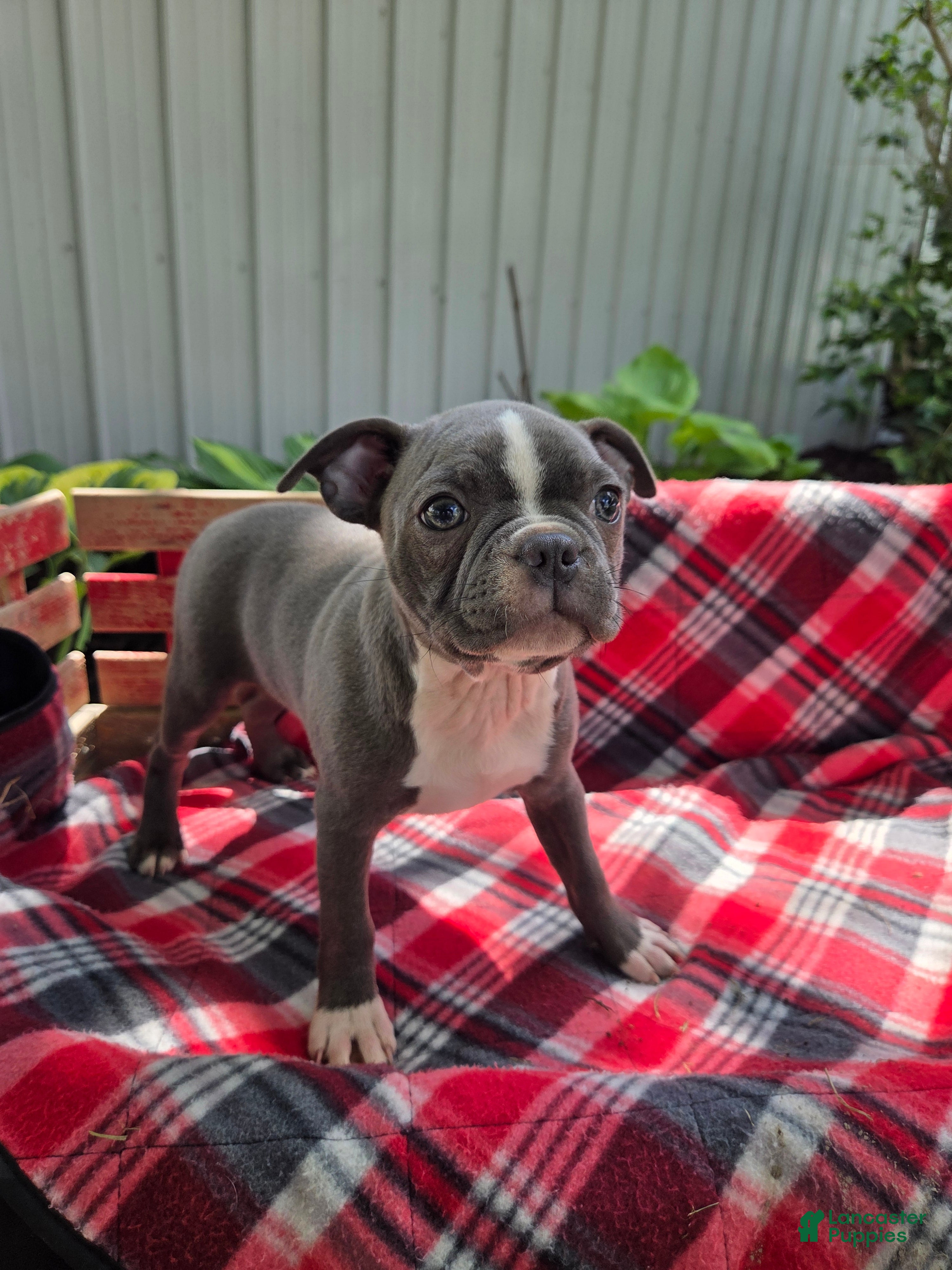 Boston Terrier dogs Candi - Ad 2