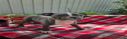 Boston Terrier dogs for sale: Candi - Ad 2