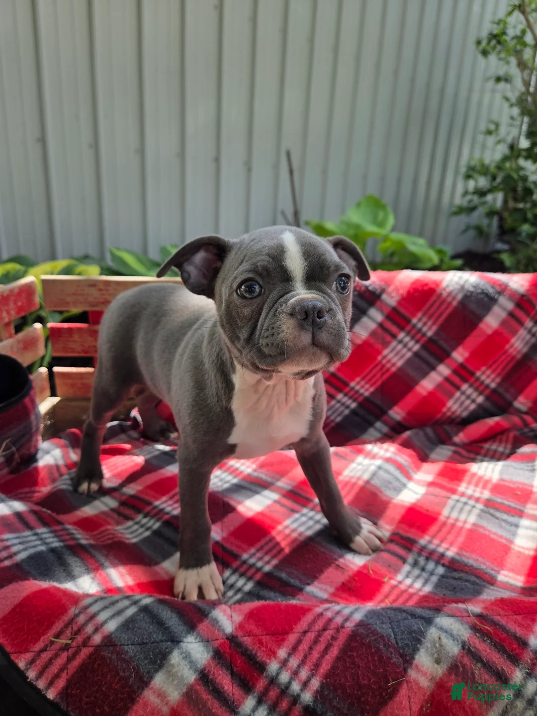 Boston Terrier dogs for sale: Candi - Ad 2