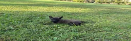 Belgian Malinois dogs for sale: Sherlock Holmes (brown) - Ad 6