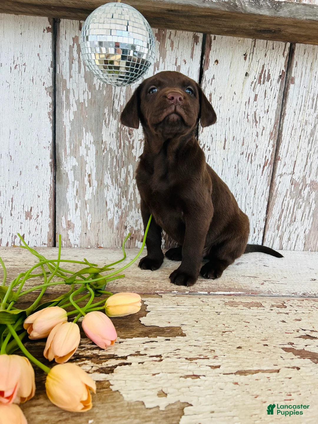 Labrador Retriever dogs for sale: Max - Ad 8