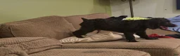 Boykin Spaniel dogs for sale: Boykin Spaniel 1 - Ad 2