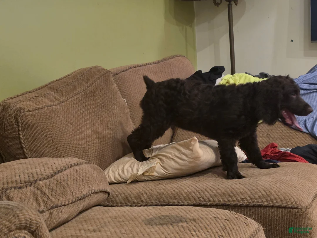 Boykin Spaniel dogs for sale: Boykin Spaniel 1 - Ad 2