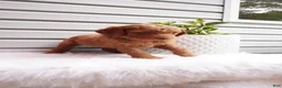 Goldendoodle dogs for sale: Zeg - Ad 3