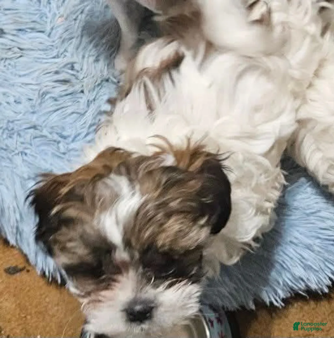 Shihpoo dogs for sale: Shihpoo 1 - Ad 3
