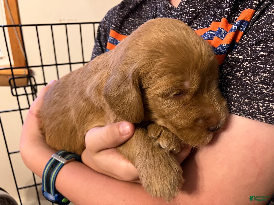 Labradoodle dogs for sale: Fern - Ad 1