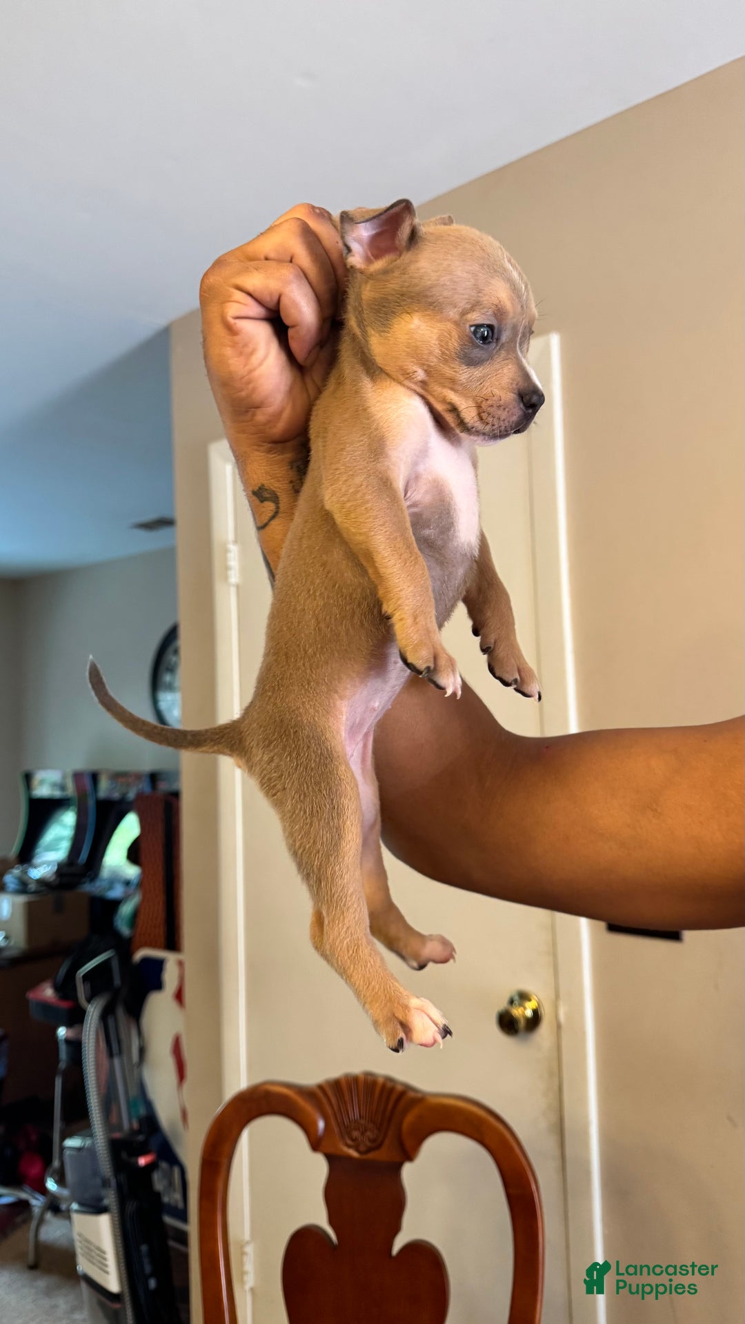 American Bully dogs for sale: American Bully Puppy 4 (Sakari) - Ad 2