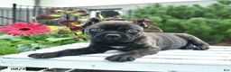 Cane Corso dogs for sale: Duke  - Ad 4
