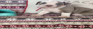 Duke