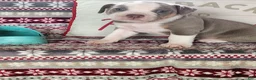 Olde English Bulldogge dogs for sale: Duke - Ad 1