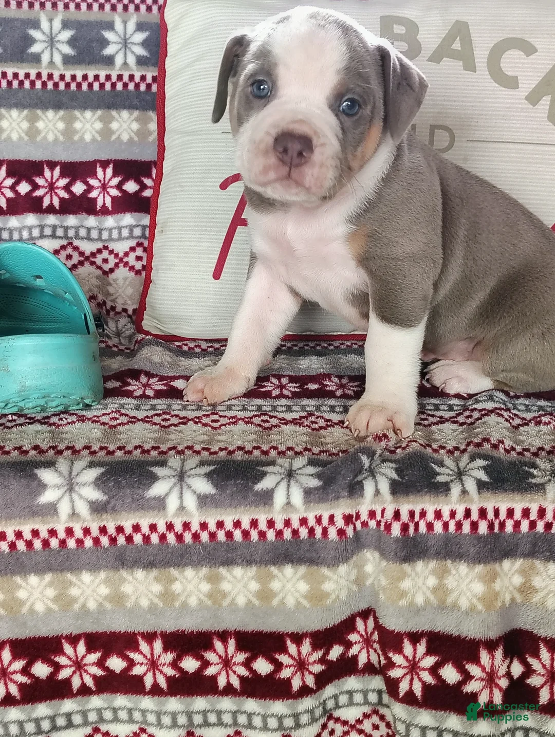 Olde English Bulldogge dogs for sale: Duke - Ad 1