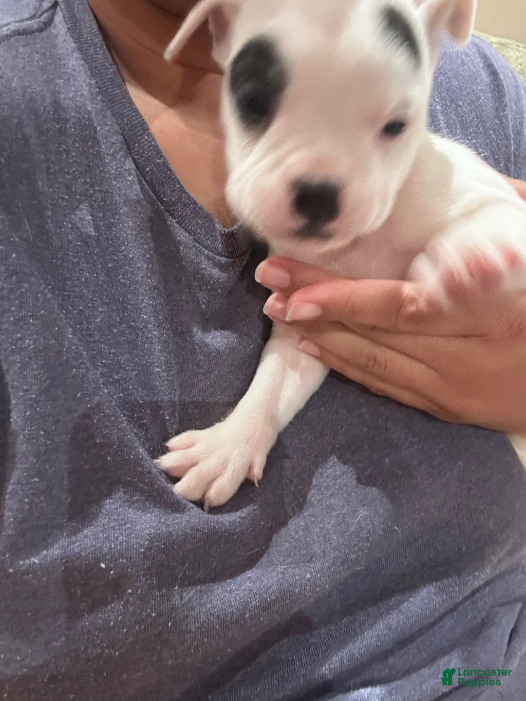 Mixed Breed dogs for sale: English Bulldog Puppy 4 - Ad 2