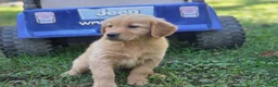 Golden Retriever dogs for sale: Lawrence Golden Retriever  - Ad 3