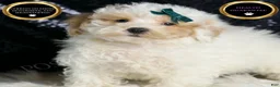 Toy Poodle dogs for sale: Frizzy - Ad 5