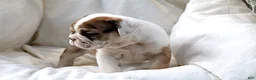 English Bulldog dogs for sale: Mistral - Ad 5
