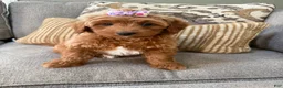 Mini Goldendoodle dogs for sale: Mini Goldendoodle 2 - Ad 3