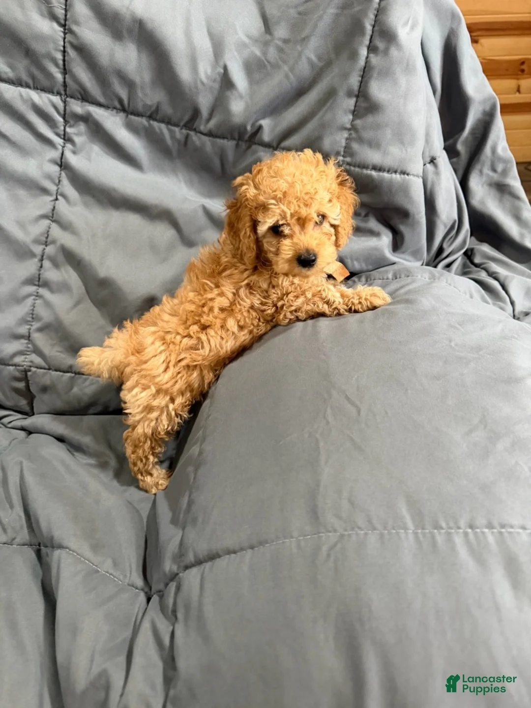 Toy Poodle dogs for sale: Koda - Ad 2