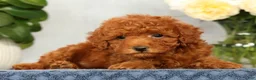 Mini Goldendoodle dogs for sale: Odin - Ad 3