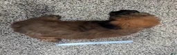 Soft Coated Wheaten Terrier dogs for sale: Silk - Ad 7