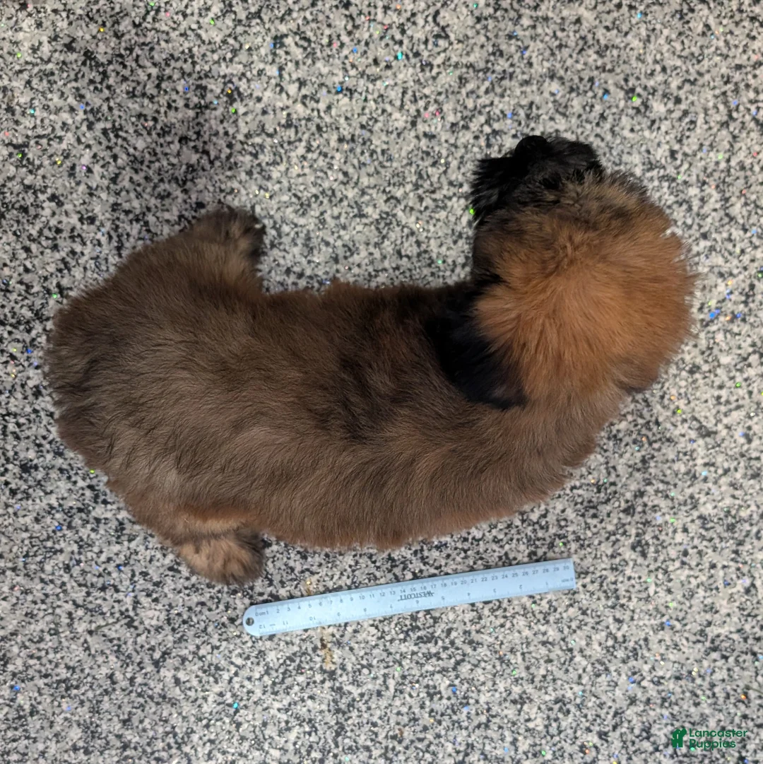 Soft Coated Wheaten Terrier dogs for sale: Silk - Ad 7
