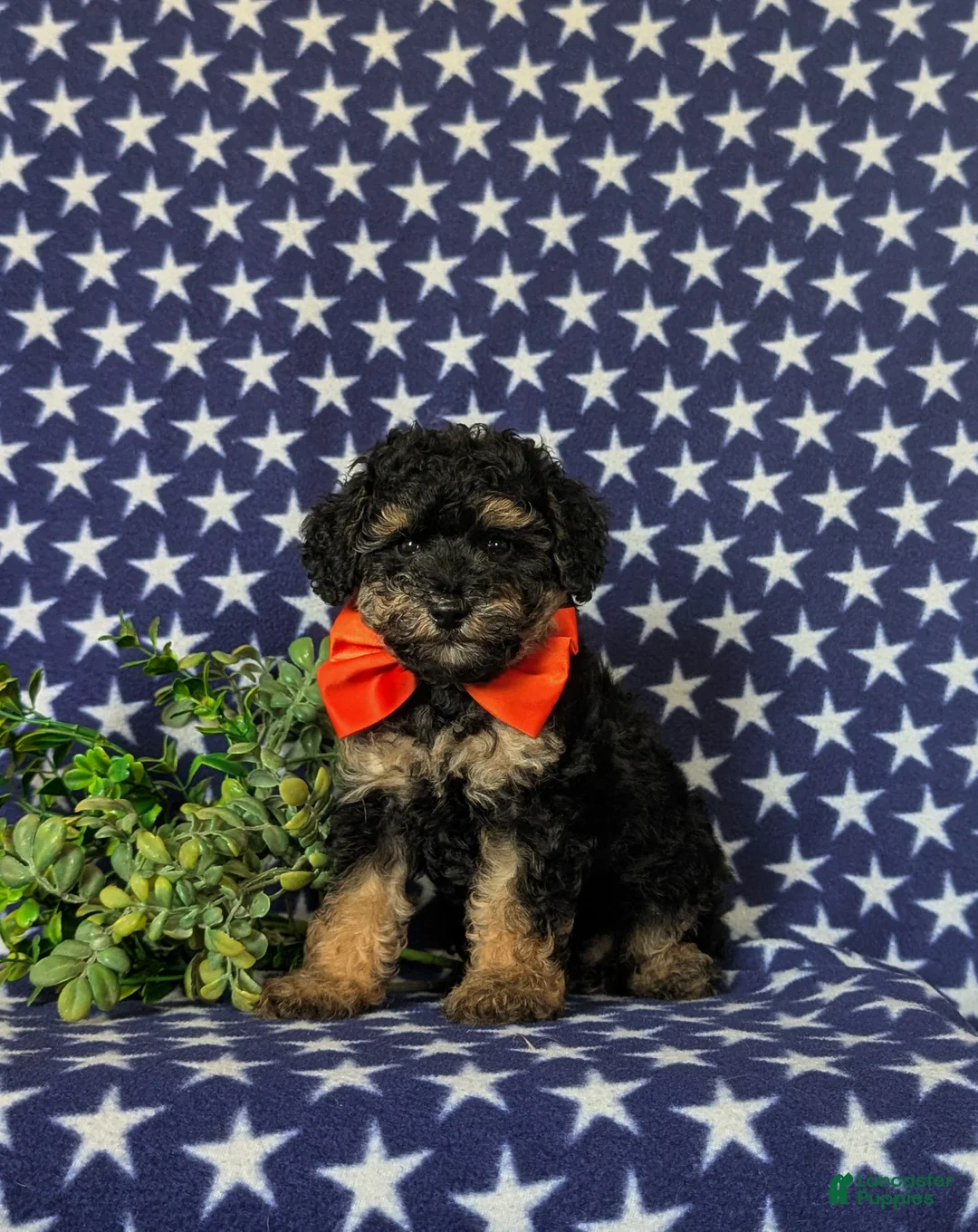 Toy Poodle dogs for sale: Sully - Ad 1