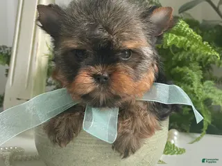 Yorkshire Terrier dogs for sale: Cash - Ad 2