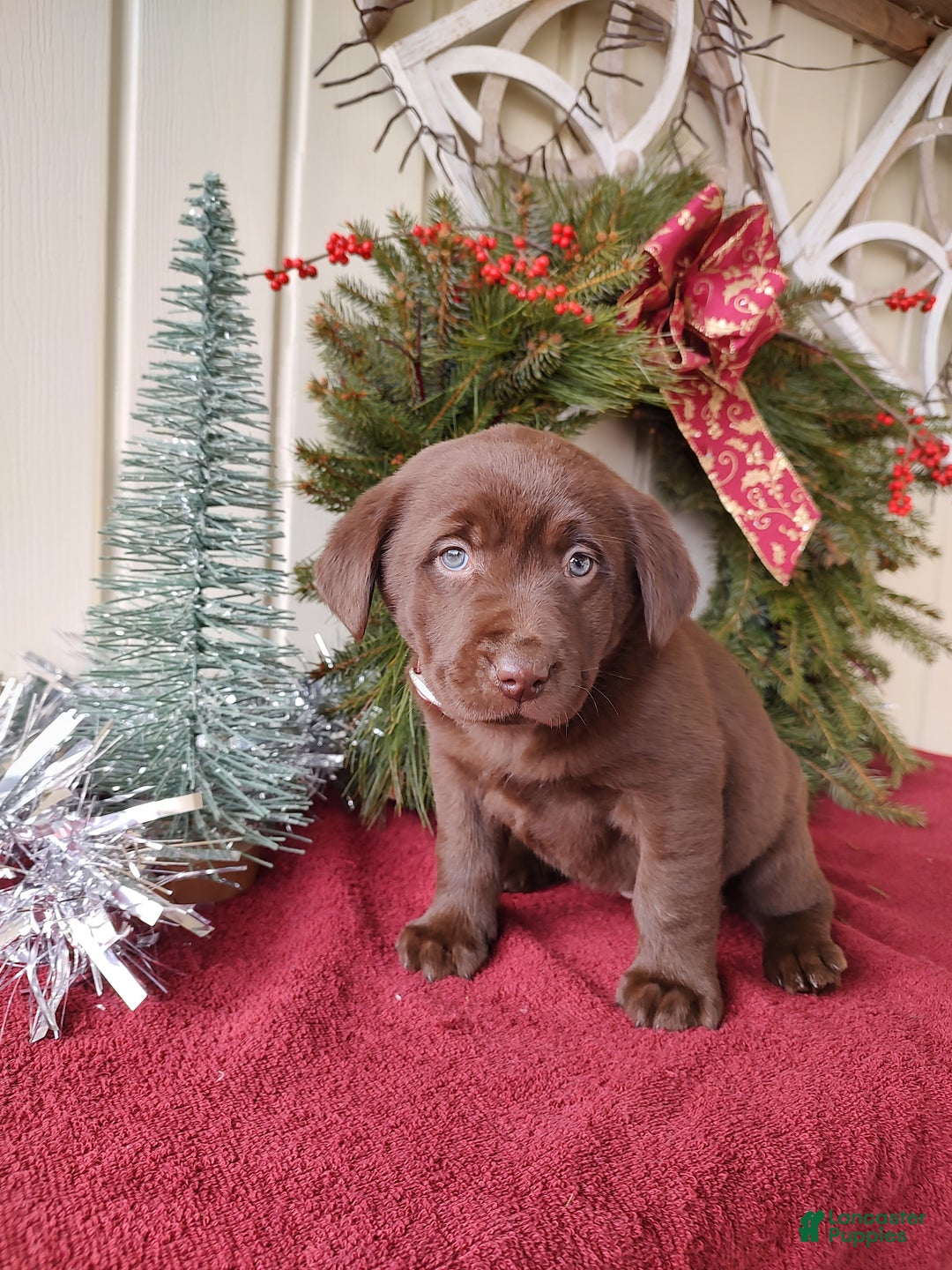 Labrador Retriever dogs for sale: Belle - Ad 3