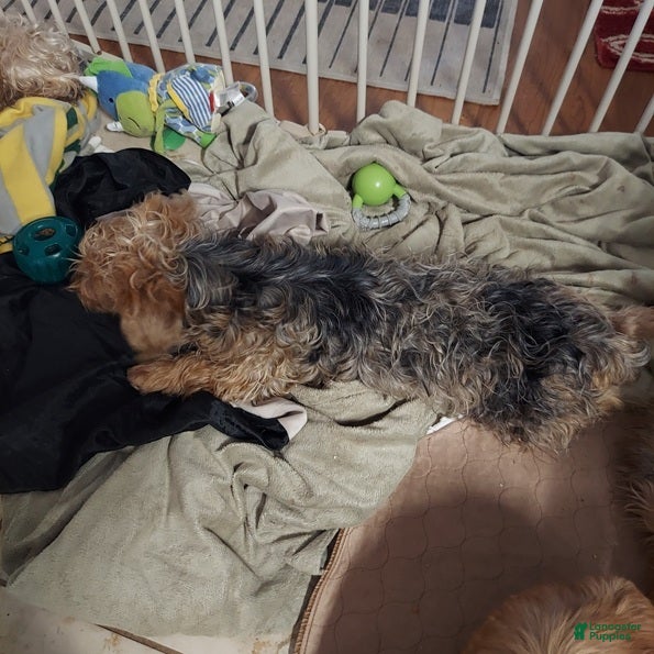 Yorkshire Terrier dogs Yorkshire Terrier Puppy 1 - Ad 7