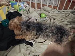 Yorkshire Terrier dogs Yorkshire Terrier Puppy 1 - Ad 7