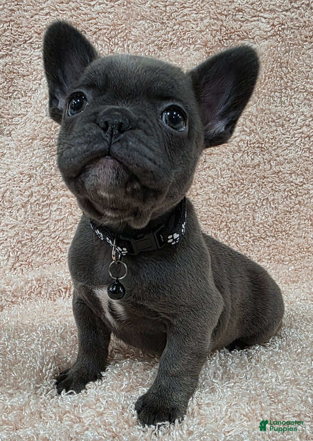 French Bulldog dogs for sale: French Bulldog Puppy 1 - Ad 2