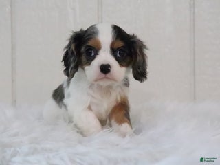 Cavalier King Charles Spaniel dogs Luna - Ad 15