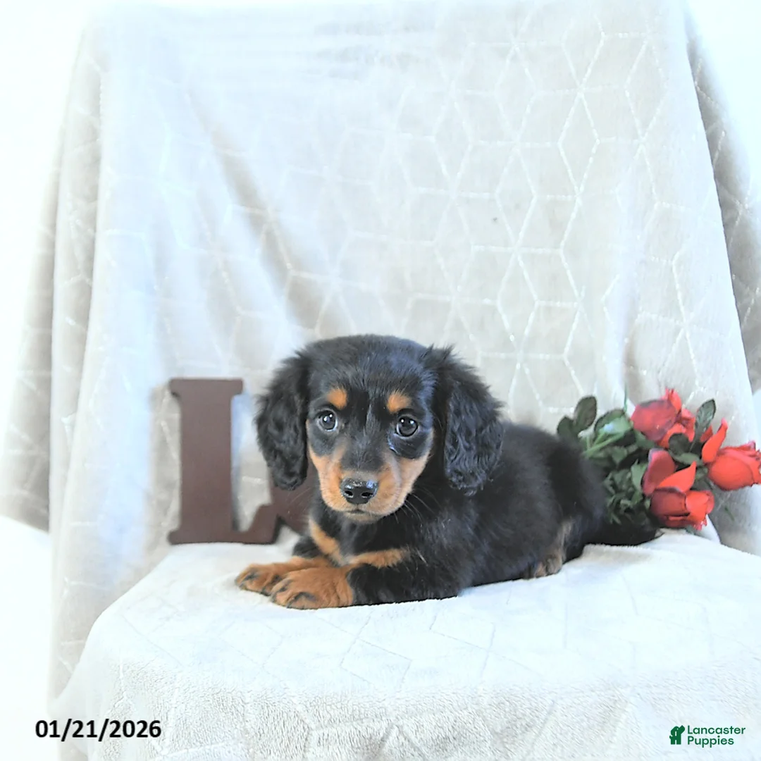 Miniature Dachshund dogs for sale: Milo - Ad 2