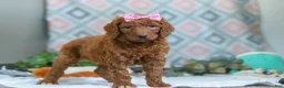 Goldendoodle dogs for sale: Bella - Ad 3