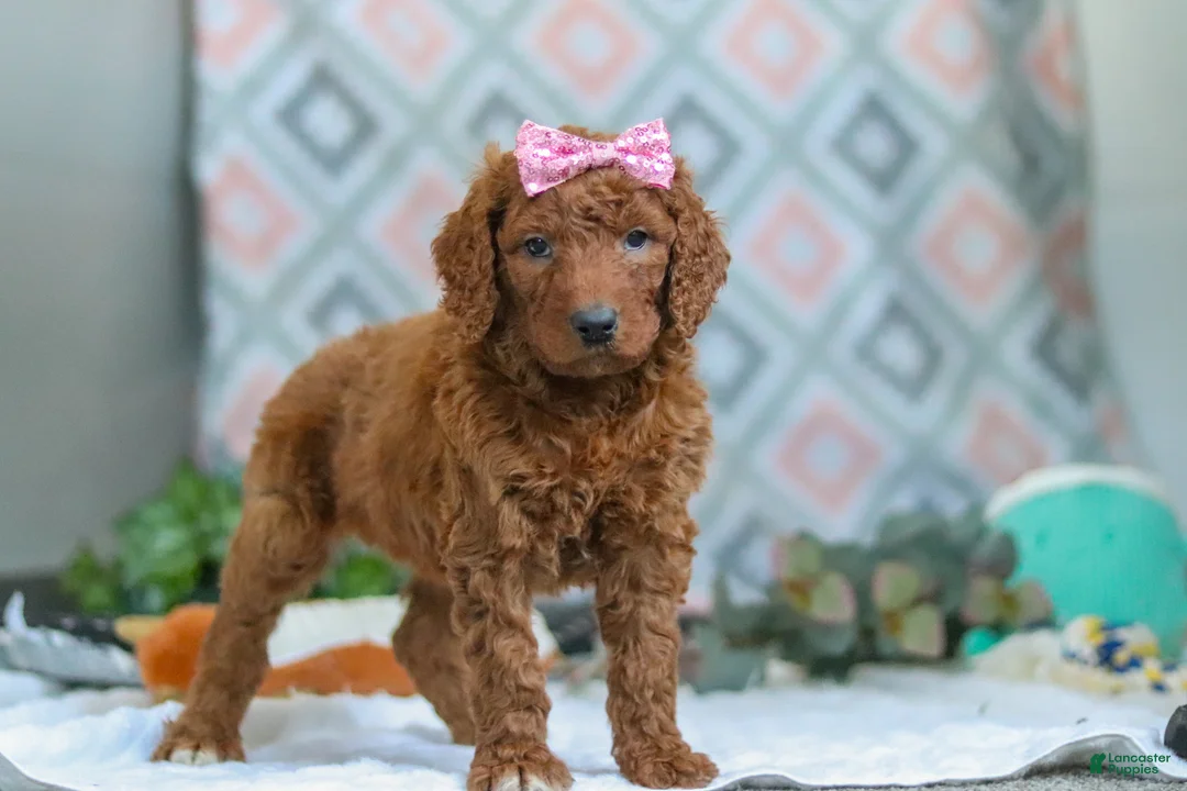 Goldendoodle dogs for sale: Bella - Ad 3