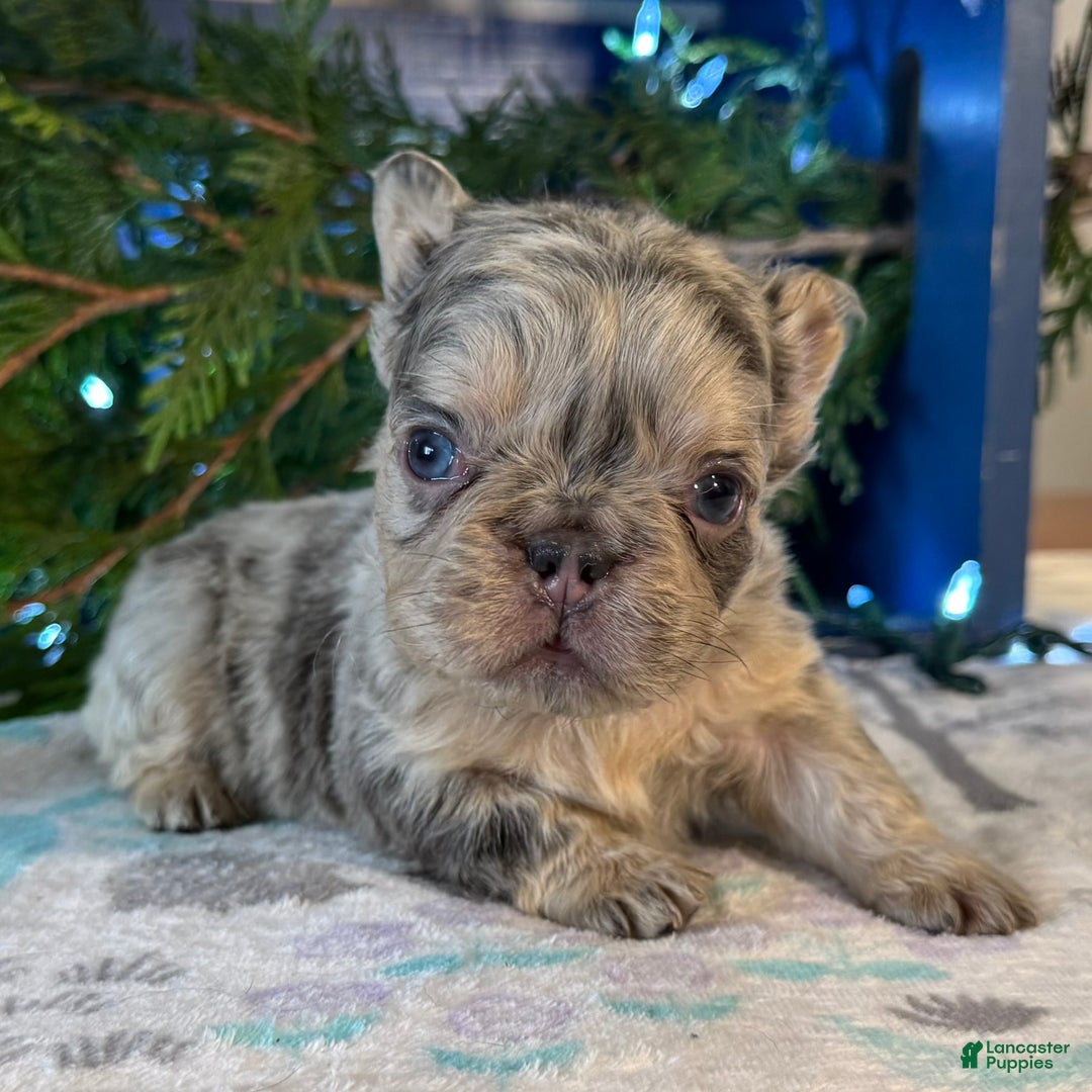 French Bulldog dogs for sale: Duke - Ad 2