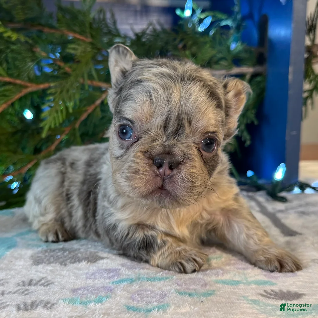 French Bulldog dogs for sale: Duke - Ad 2