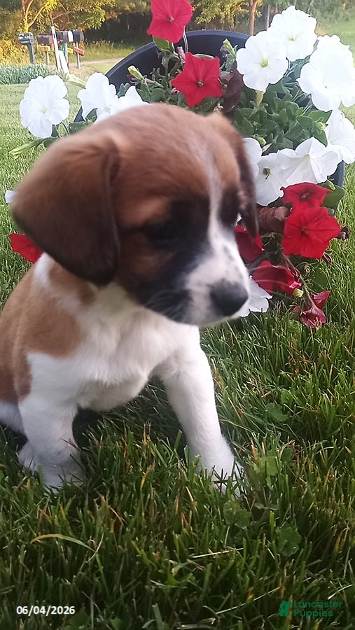 Mixed Breed dogs for sale: Sheila - Ad 3