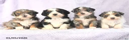 Mini Bernedoodle dogs for sale: Venus - Ad 15