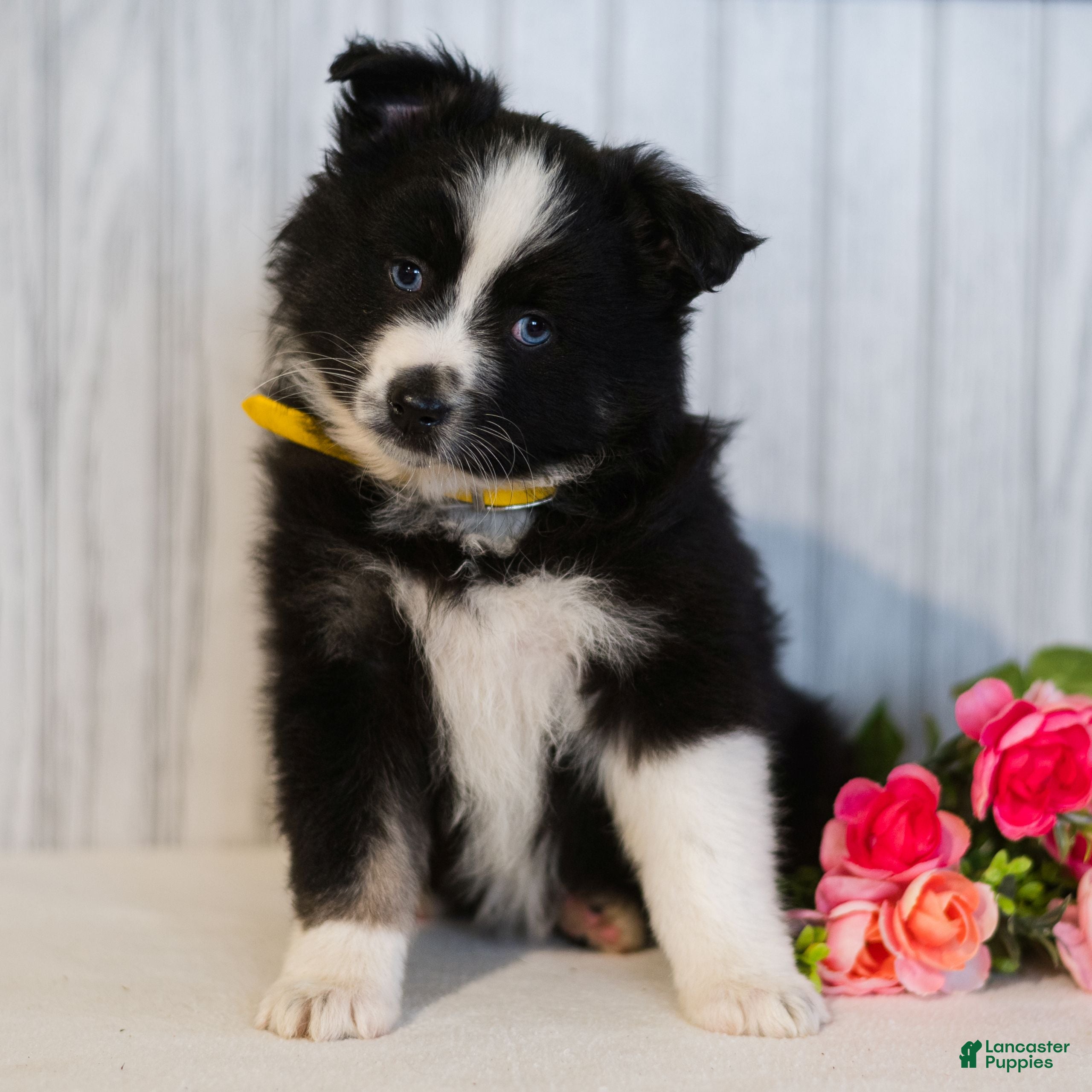 Miniature Australian Shepherd dogs Cindy  - Ad 1
