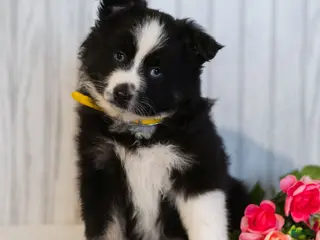Miniature Australian Shepherd dogs for sale: Cindy - Ad 4