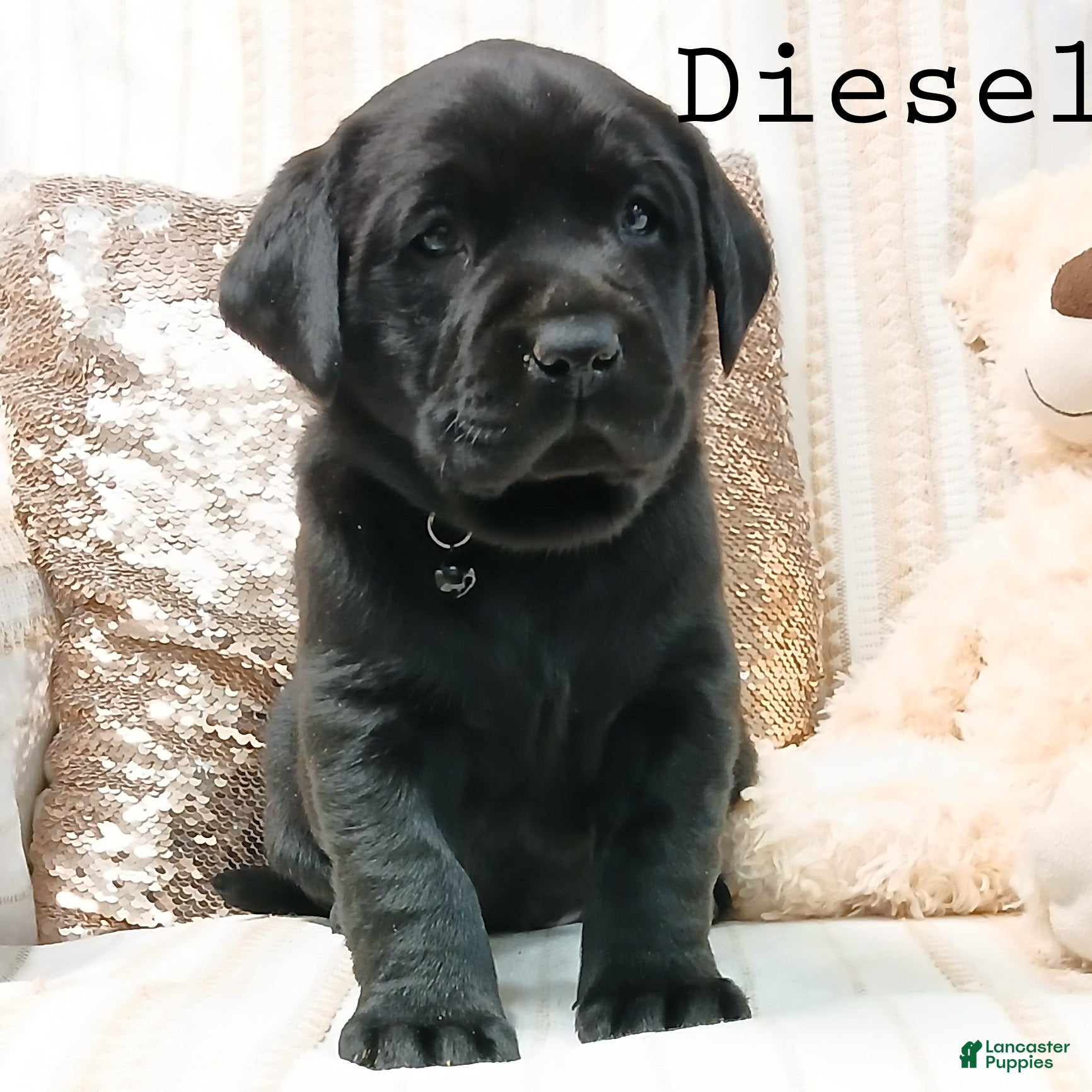 Labrador Retriever dogs DIESEL - Ad 8